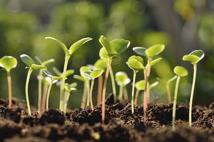 AgIsAmerica's tweet photo. Over 80,000 people volunteer for the Master Gardener program each year: https://t.co/canm7UTA98 #cesvalue #coopext https://t.co/i5mbqgfB52