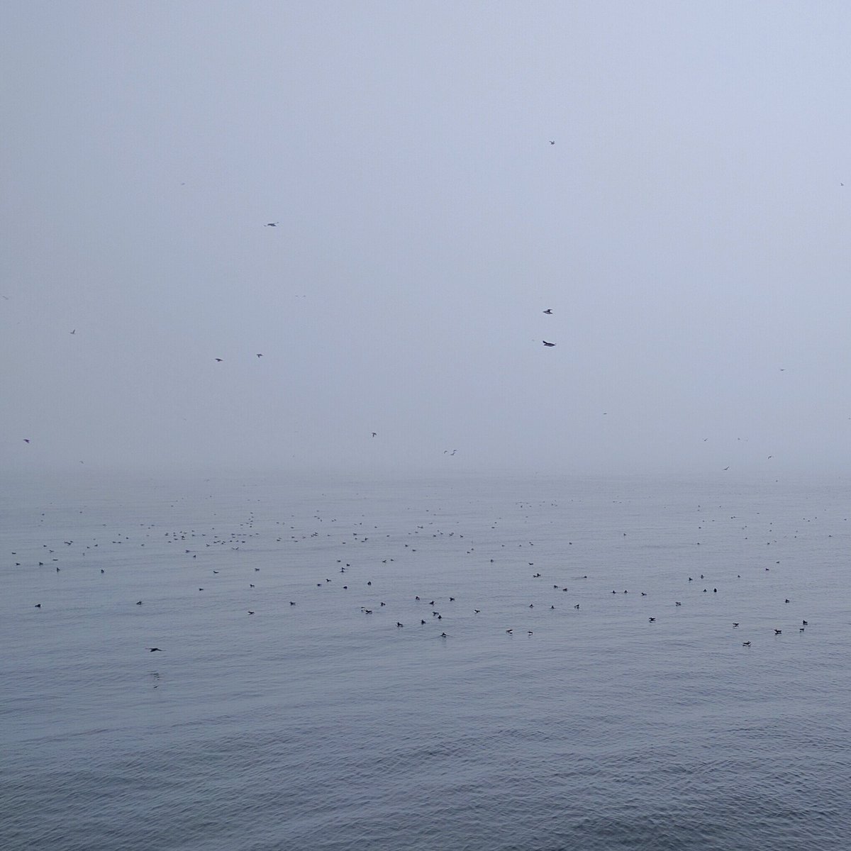 So many puffins during the O'Brien's Boat Tour in St. John's, Newfoundland and Labrador