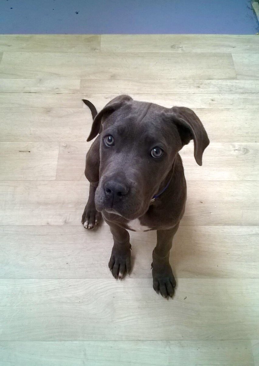 BauLoft's tweet photo. 😍🐾🐾🎉 #buonaserata dai piccolini del #BauLoft https://t.co/qAI27XmhaO