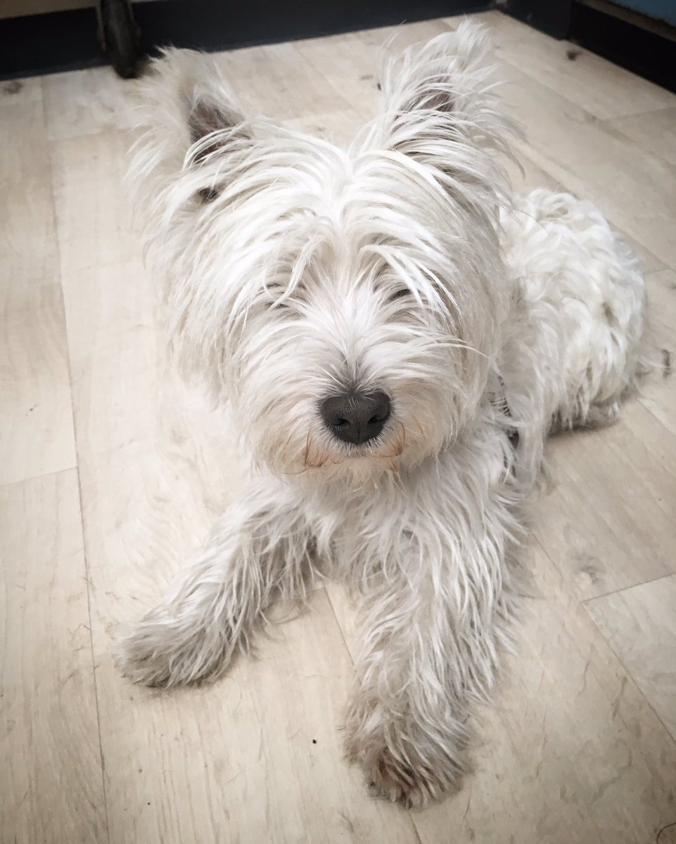 BauLoft's tweet photo. 😍🐾🐾🎉 #buonaserata dai piccolini del #BauLoft https://t.co/qAI27XmhaO