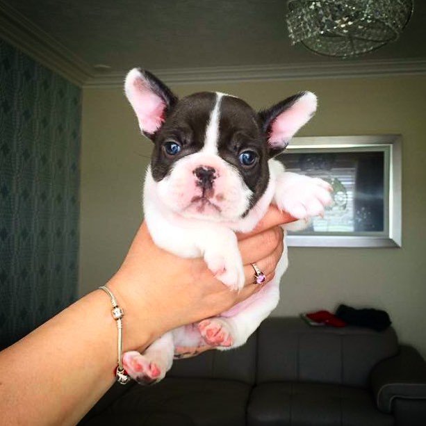 hellorogue's tweet photo. Less than three weeks until our blue eyed boy comes home! 💙 #Bronson #Brolive #frenchiepup… https://t.co/voe4X0174A https://t.co/2VFOQXvlIw