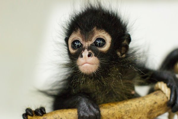 DocWho's tweet image. Because everyone needs a little baby monkey on a Monday. #Gokey