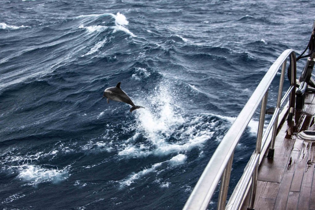 ExploreMikeHorn's tweet image. Stay playful and you will grow old gracefully!