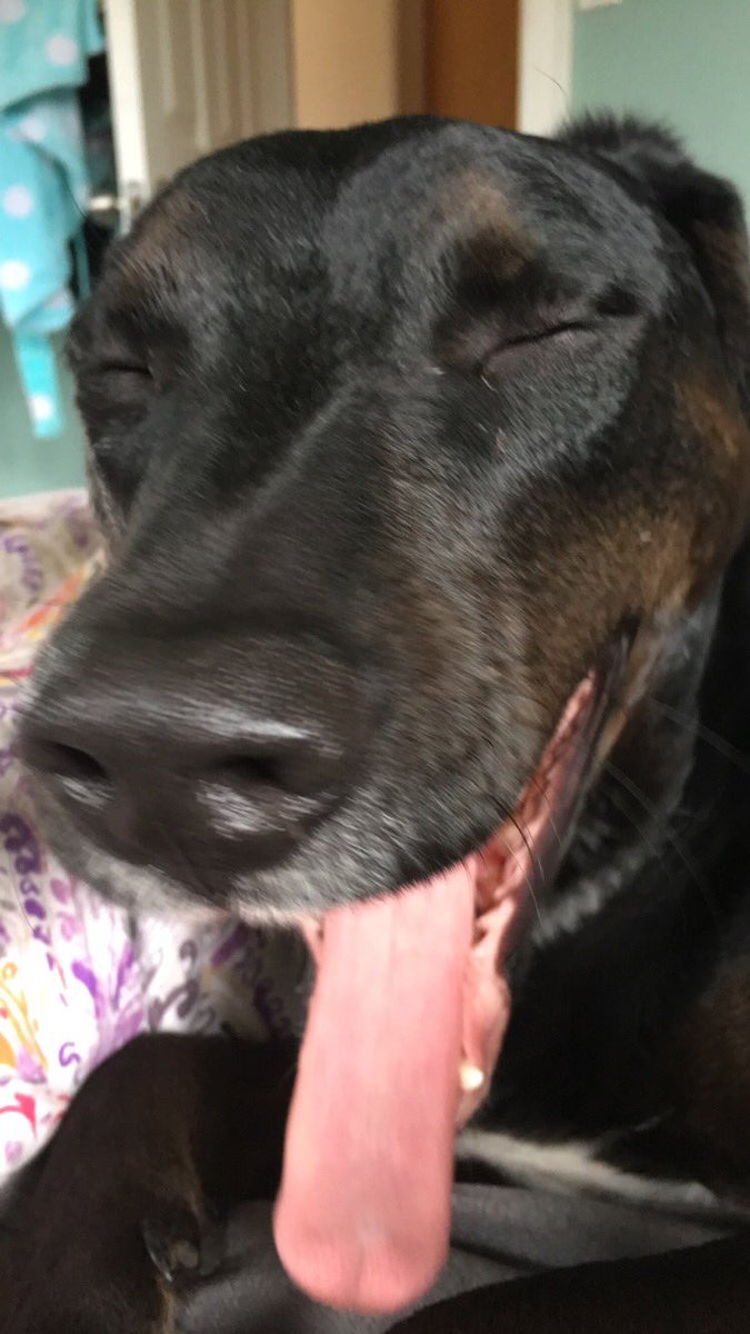 karleykaye's tweet photo. I call this series: close ups of my dog's face #modelstaus #notactuallythatcute https://t.co/DoHUQPofVx