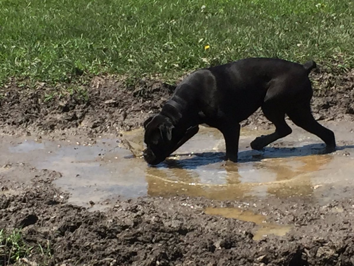 wendywillan's tweet photo. Traipsing on through! #mud #getmessy #playhard #runningloose  #offleash #BoxerNation #fitfam #petfun #dogsoftwitter https://t.co/X1DO8CH99R