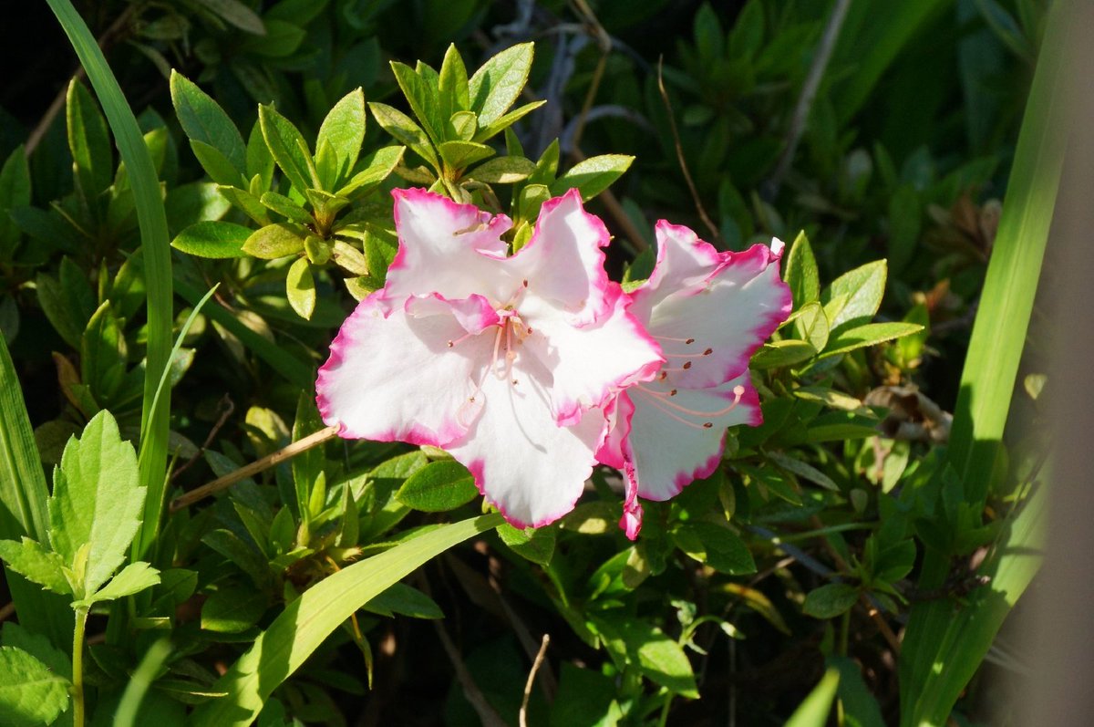 ばしみけ 346pro P 今回のお花は これもツツジ かな 撮影した時期的に 白ベースで縁がピンクと言う珍しいの見つけた なんで素敵で綺麗さんなんだろう これ良いよ シンプルながらお洒落なお花だわ 花 ツツジ