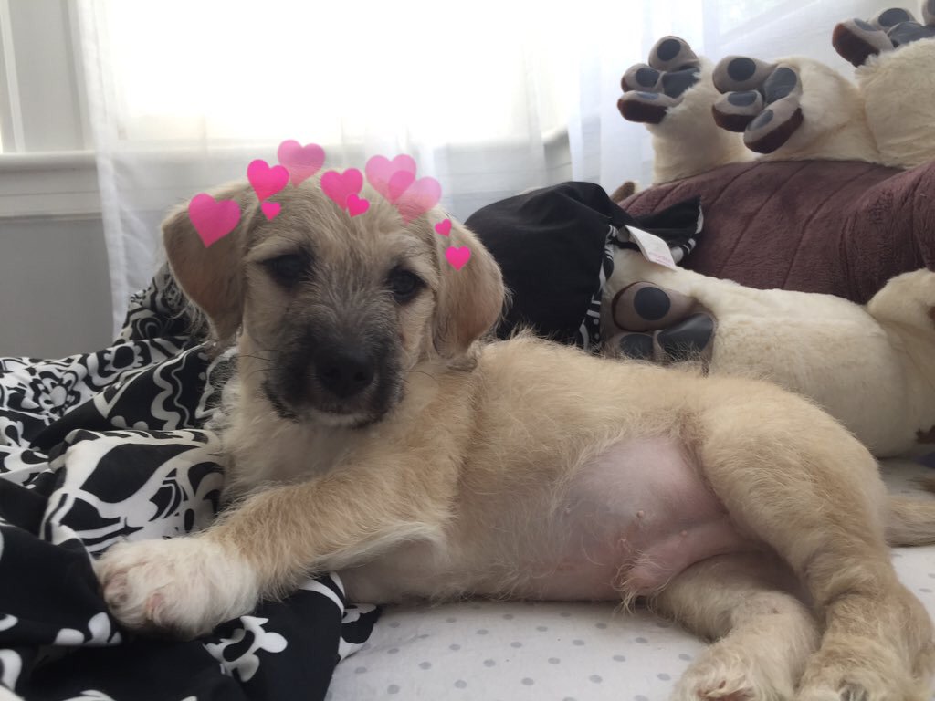 hearts on puppies (@heartsonpups) on Twitter photo 