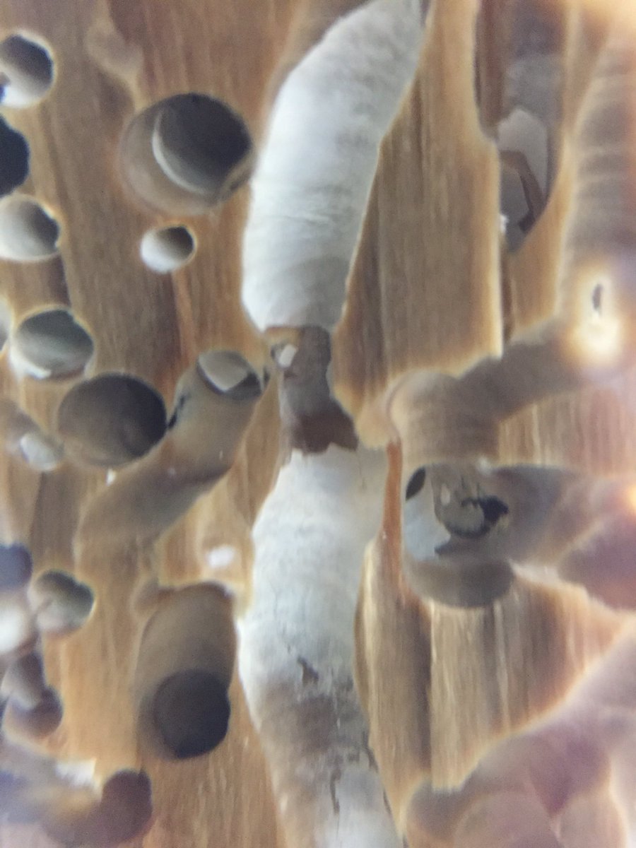 lizard_lab's tweet photo. #AnimalArt. #Teredo in wood. #bivalve #Biol208 https://t.co/qRRdVaIMqz