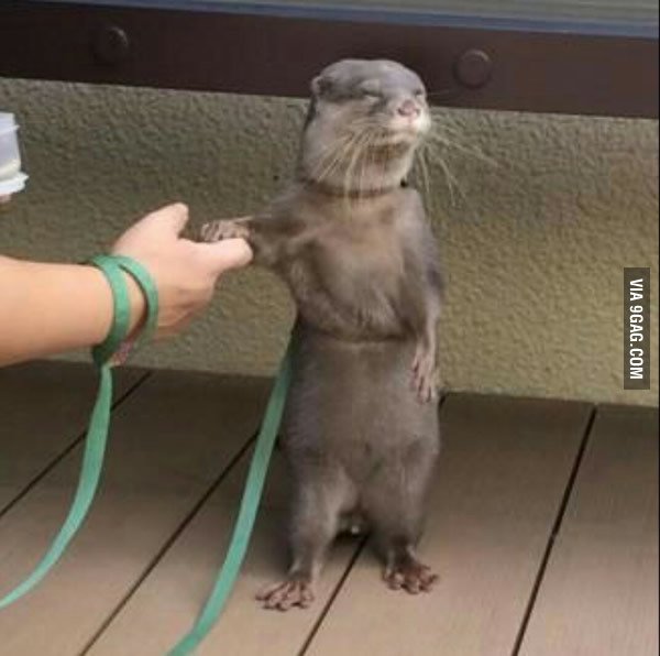 9GAG ❤️ Memeland tweet media