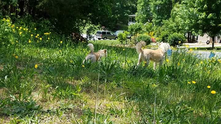 PoopScoopandSit's tweet photo. #dogwalking #dogsitter in @cumminggeorgia https://t.co/qvNGGBEGeH