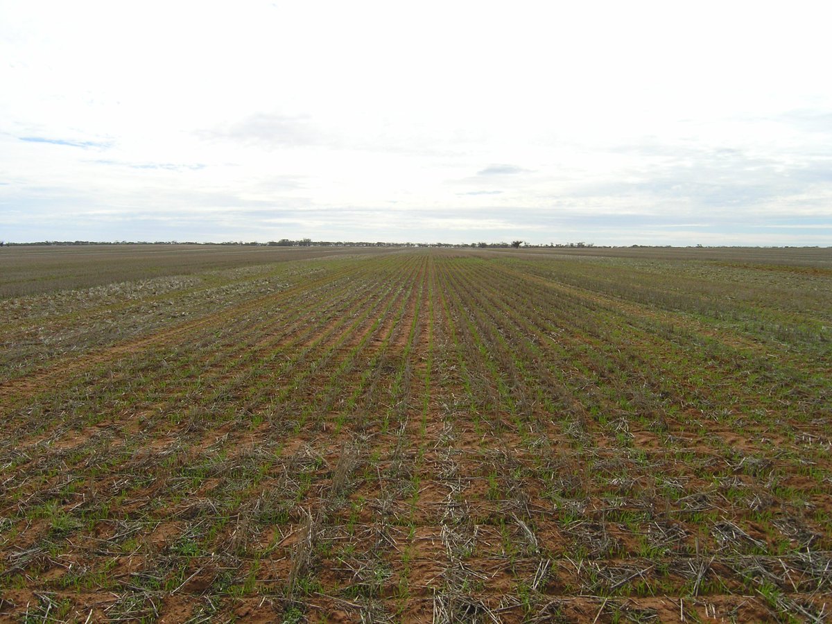 CTF_Grains's tweet photo. Check out wheat emergence at the #CTF_LRZ Swan Hill site.#Control (L) & #DeepRip (R) @CTFarmingAus @theGRDC @SPAA_EO https://t.co/gHtW5SHO1c