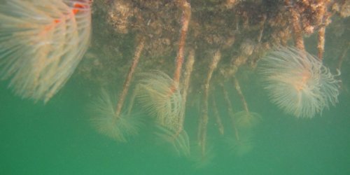 MPI_NZ's tweet photo. This is #Fanworm. You can help stop it spreading by keeping your hull & mooring clean https://t.co/GZucfp0qLR https://t.co/waRjk0TFlI
