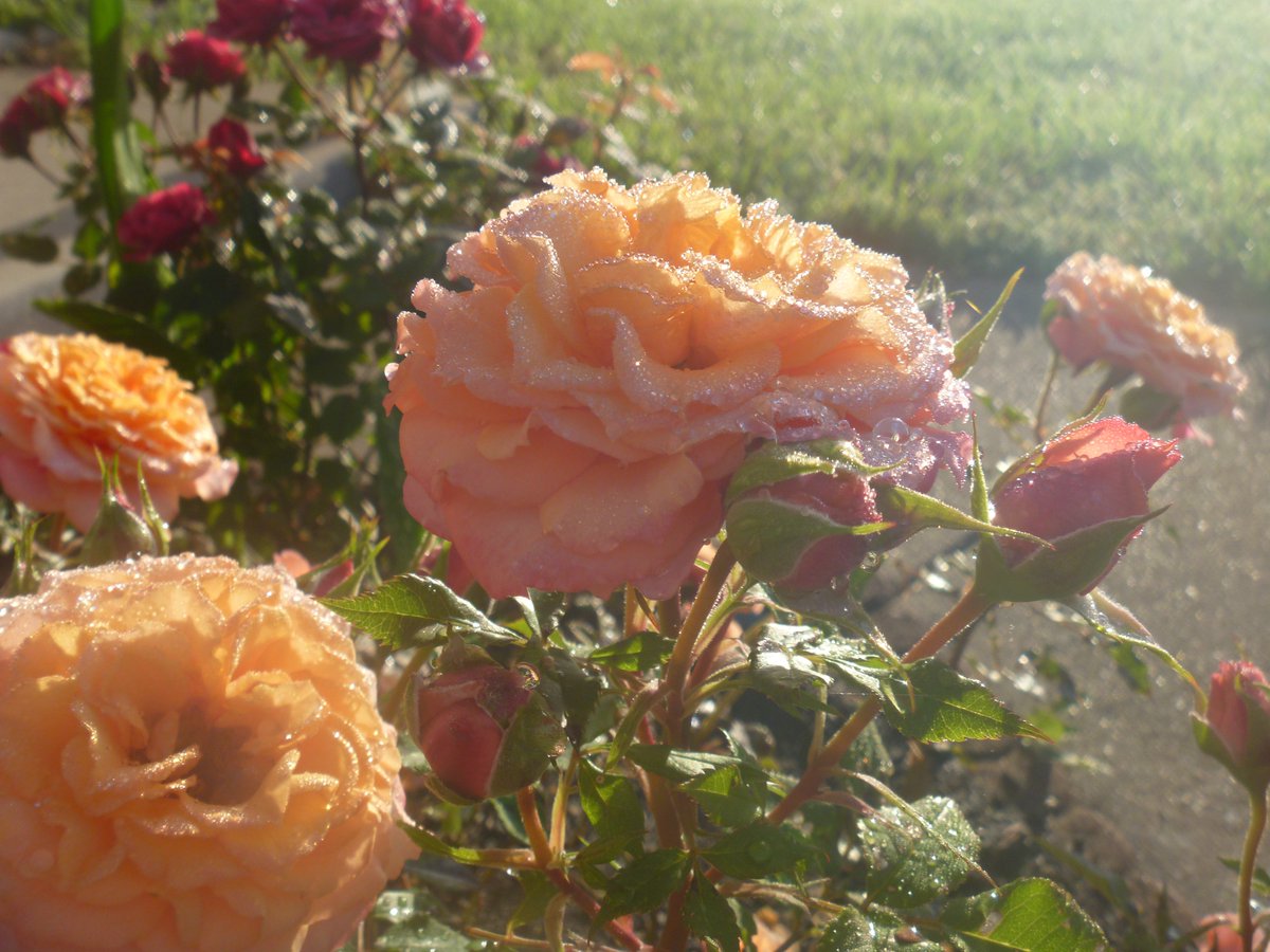 Morning dew on the roses.  Looks like a fairy touched them.
