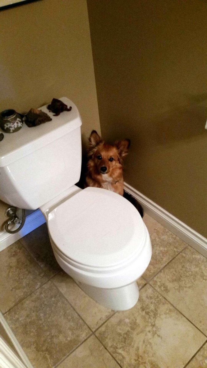 mrtwo87's tweet photo. My dogs "safe place" is behind the toilet. A little awkward if you don't see him. #RescueDogs #awkwardpets #dogs https://t.co/zOfSmXFZ1y