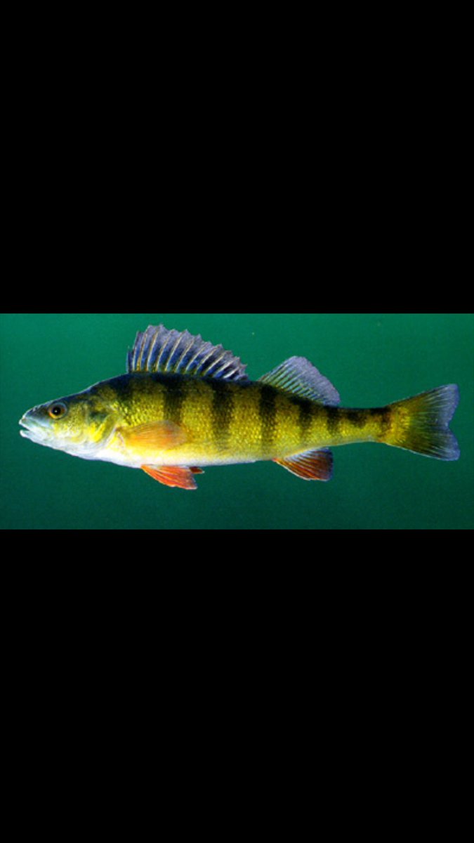 sometimesIyolo's tweet photo. Happy bday @alex_blackwell1 #GodFish #TrophieCase https://t.co/IxFToq3mQ4
