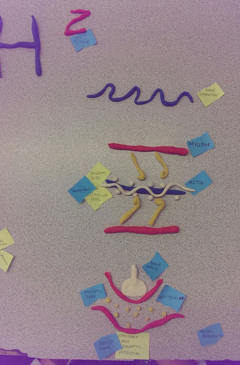 itpgsy's tweet photo. ITP Aardman animation revision today for A2 PE physiology, sliding filament theory https://t.co/rYfc1cuWJK