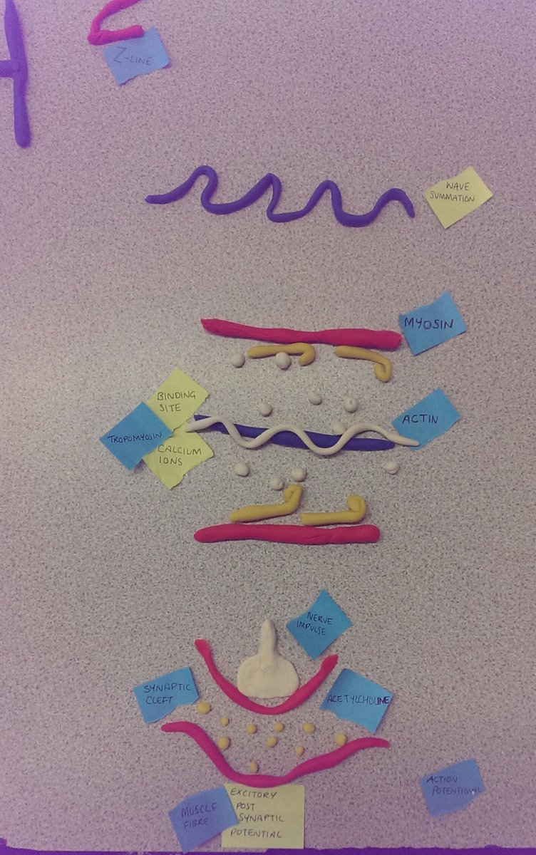 itpgsy's tweet photo. ITP Aardman animation revision today for A2 PE physiology, sliding filament theory https://t.co/rYfc1cuWJK