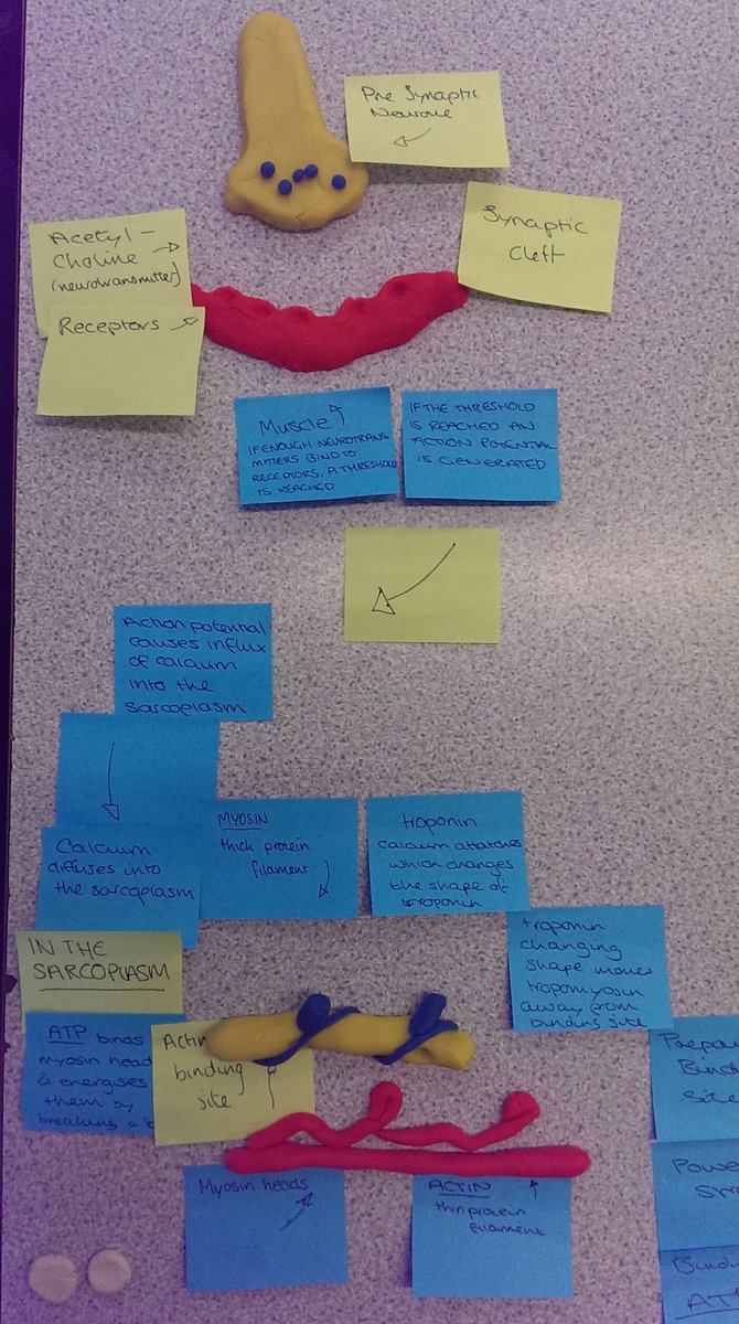 itpgsy's tweet photo. ITP Aardman animation revision today for A2 PE physiology, sliding filament theory https://t.co/rYfc1cuWJK