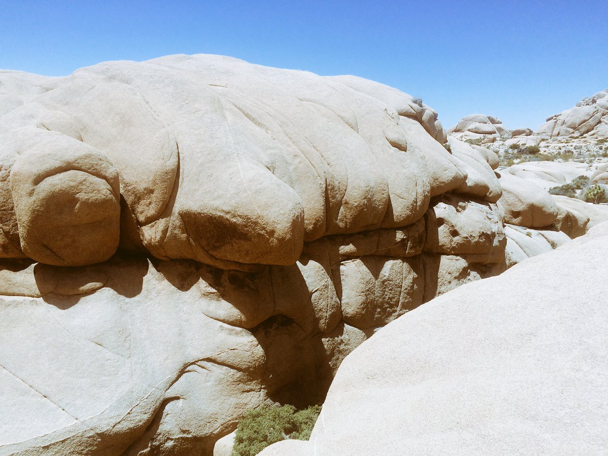 ArturoDelPuerto's tweet image. #turtlehead #joshuatree