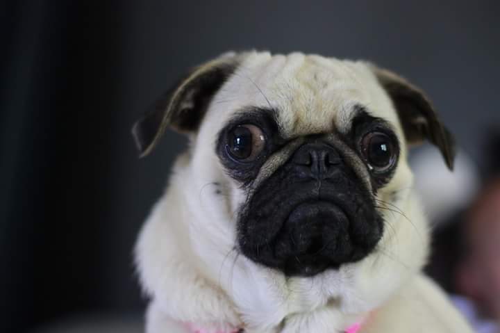 PoopScoopandSit's tweet photo. What are you looking at? Lol love this #dog. #dogsitting https://t.co/npnGszyI0m