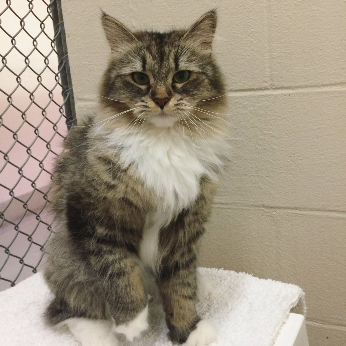 Foster The Cats tweet media