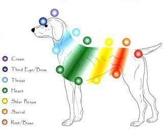 Dog Chakra Chart
