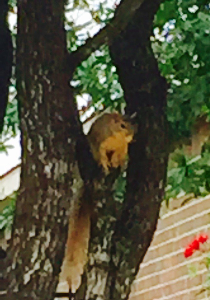 cdallred's tweet image. First squirrel I've seen in Stonegate! #squirrelinvasion #heretheycome