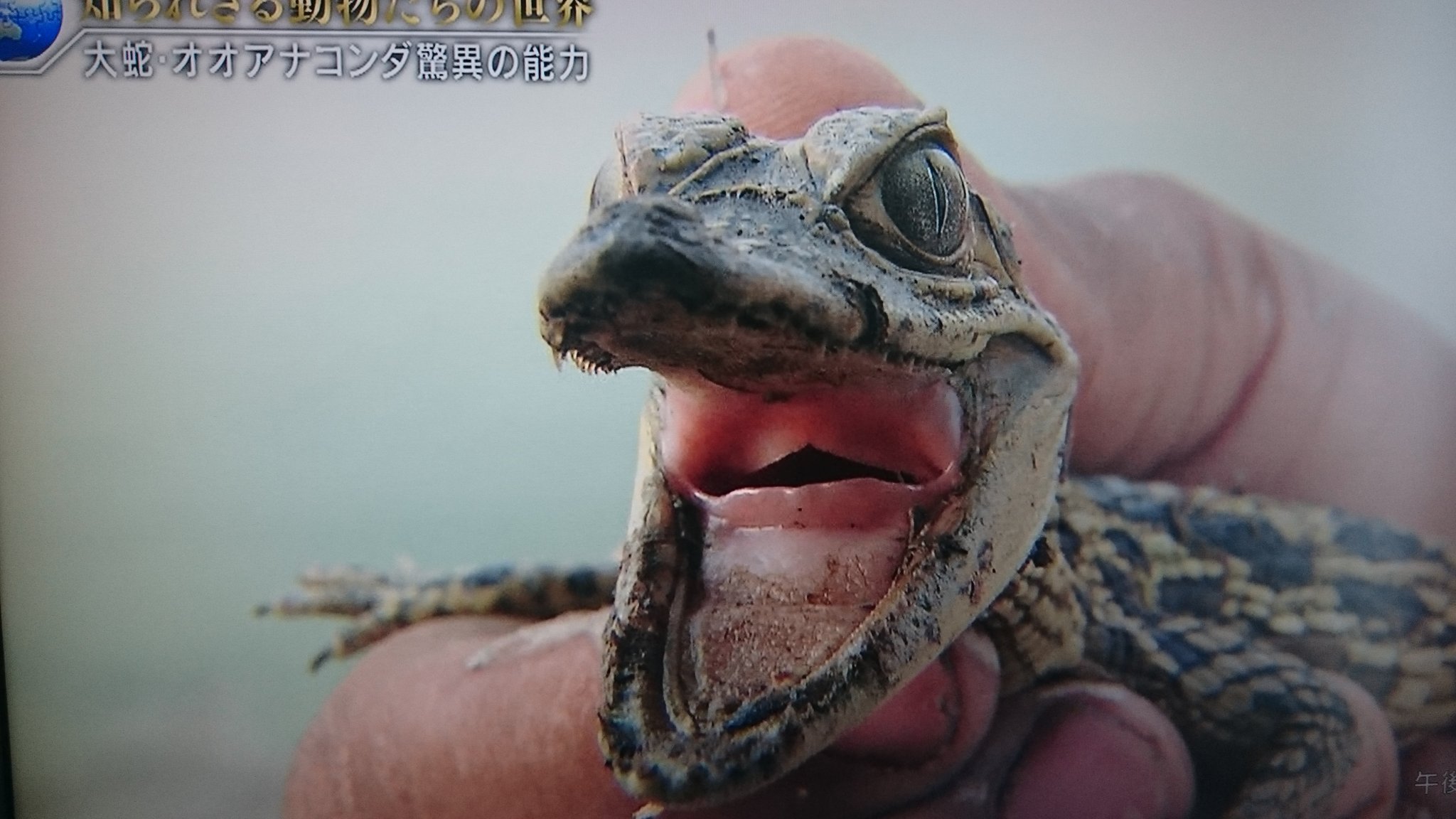知られざる動物たちの世界 Twitter Search Twitter