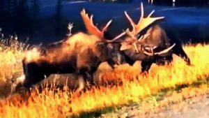 Buzz_Trendy's tweet photo. VIDEO: ANIMAL FIGHTS! – When Animals Attack Animals! – Breaking… https://t.co/M9FSlLKe9j #Videos #BreakVideos https://t.co/ac5A3M2nml
