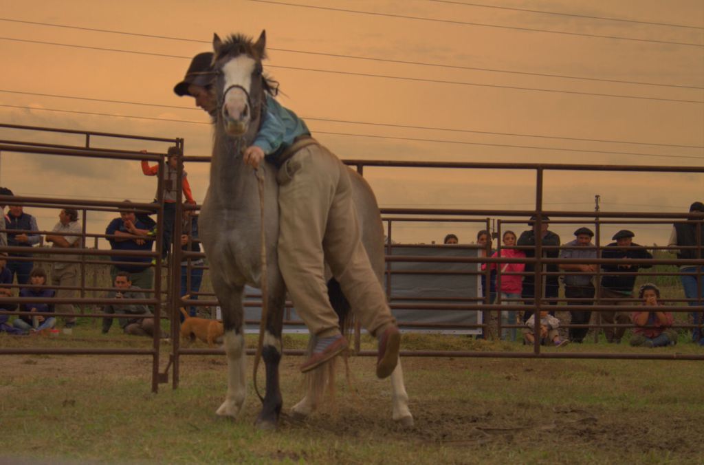 Curso de Doma Natural ruralpuntaindio.com/?p=6212