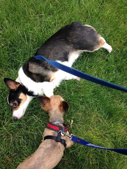 Feeling Down. Stuff&nbsp;Happened. https://t.co/eUlfBVnxtn https://t.co/B9HJarArhT<a href="/tag/yorkie"class="tags"><span>#yorkie</span></a><a href="/tag/bubba"class="tags"><span>#bubba</span></a><a href="/tag/lovemyyorkie"class="tags"><span>#lovemyyorkie</span></a>