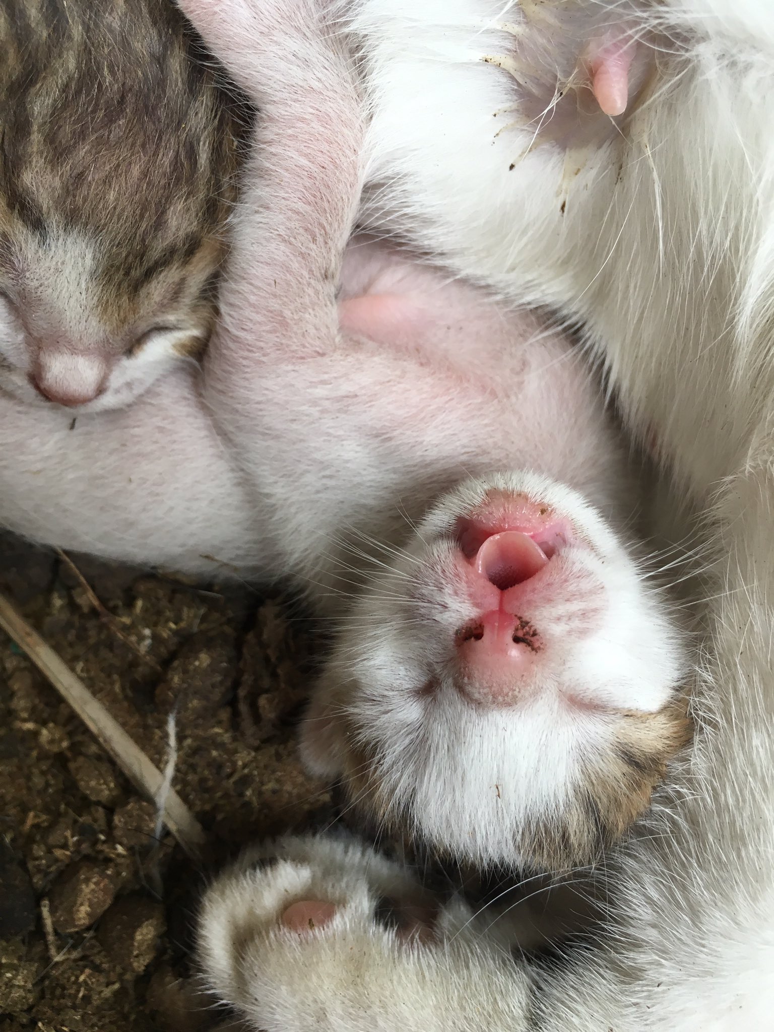 ダイソン それは猫が通り抜けることができる唯一の扇風機 ほか えのげ ダイソン それは猫が通り抜けることができる唯一の扇風機 ほか えのげ