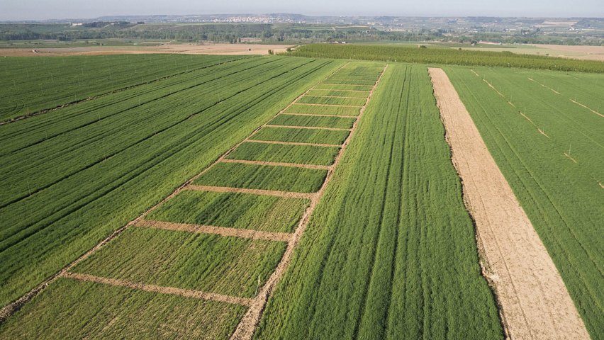 VRural's tweet photo. Optimización de la #fertilización nitrogenada en sistemas de doble cultivo maíz-cebada https://t.co/JHdPEJJCqU https://t.co/c1PigKUOXx