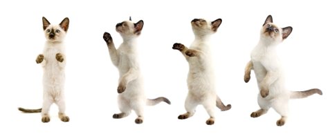 PLC_Singapore's tweet photo. Cat Caption: Poses for my next album.
#CatPoses #CatImages #CatCaption @CatLoversLDN @catphotofriday https://t.co/hm3gFNRhcd