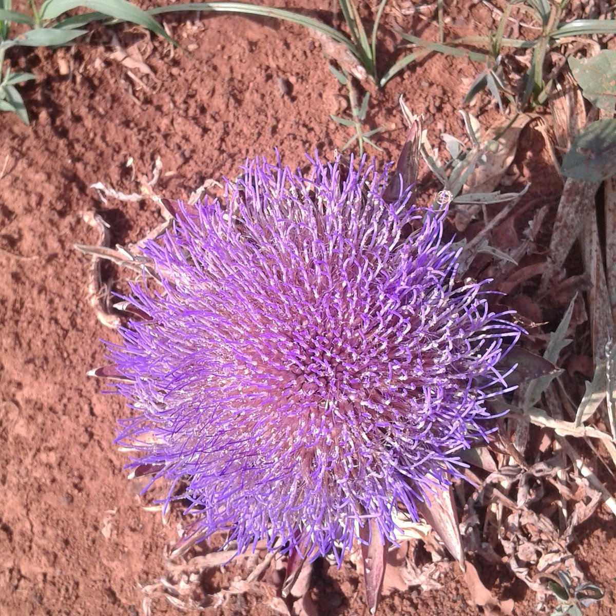 FMyanmar's tweet photo. Artichoke flower https://t.co/BrJ9cJkypl