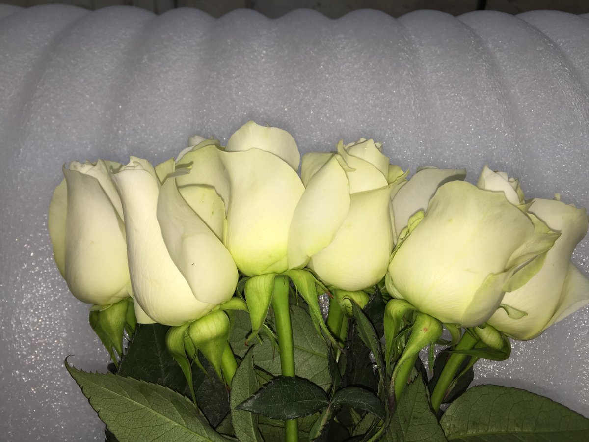 IsinyaRosesKE's tweet photo. Porini and Isinya Roses are celebrating Frank Capra's birthday!!!, born in1897. BTW He is a famous film director. https://t.co/dYkRv4n4fm