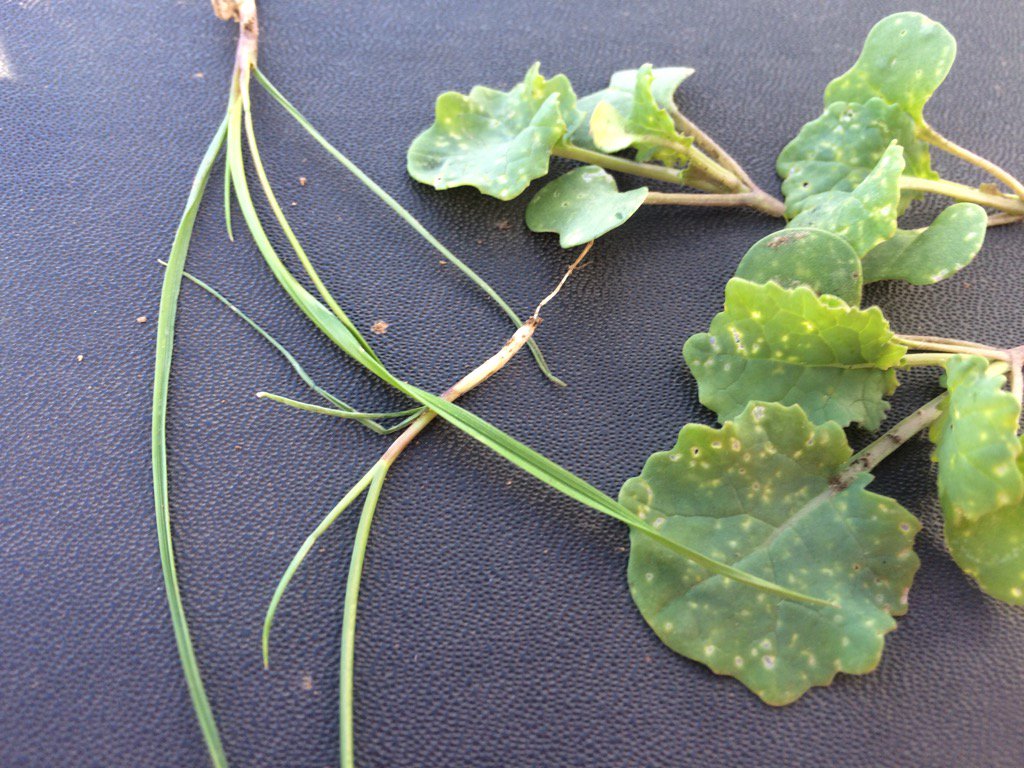 DesiToohey's tweet photo. Plenty of flea damage about the place #stubbleretention https://t.co/sgymeIiURO