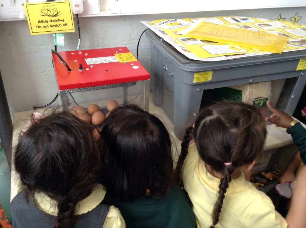 Kender_RecAlice's tweet photo. Our living eggs have arrived - We can't wait for them to hatch! @KenderSchool https://t.co/DwjXxNIZkG