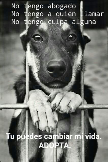 SanMun009's tweet photo. Ayudemos,,,adoptemos...sólo cuentan con nosotros. #AmorAnimal @DankroftK9 #dankrofttips https://t.co/Fj3GnXzfvZ