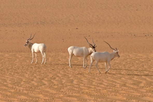 qikipedia's tweet image. Sadly, these are probably the last three addax antelope left in the wild. (Image: Thomas Rabeil)