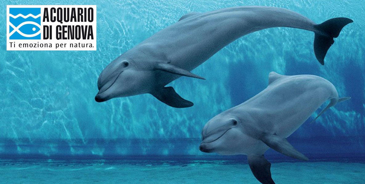 Ingresso all'Acquario di #Genova:
bit.ly/Offerta-ingres… 🐬
#mare #pesci #sconto #offerta #marino #biologia #animali