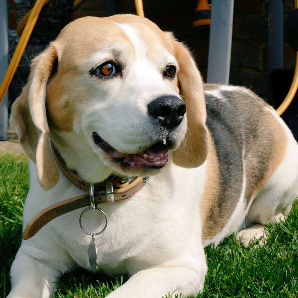 🎶 "Happy birthday to me, happy birthday to me" 🎶
A cuddle, a long walk, birthday din dins, I'm a happy doggie..🐕🎂🎉👍