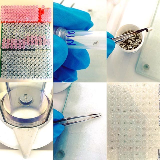 seaturtlegifts's tweet image. 288 tiny tin cups later... All my sea turtle samples are ready for #StableIsotopeAnalysis!… ift.tt/2018tQz