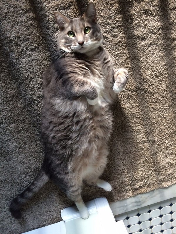 ReactionsAnimal's tweet photo. Mon chat quand il joue à cache-cache, il croit qu'il est bien camouflé sur le tapis 😂😂 https://t.co/2lqBw9fLb8