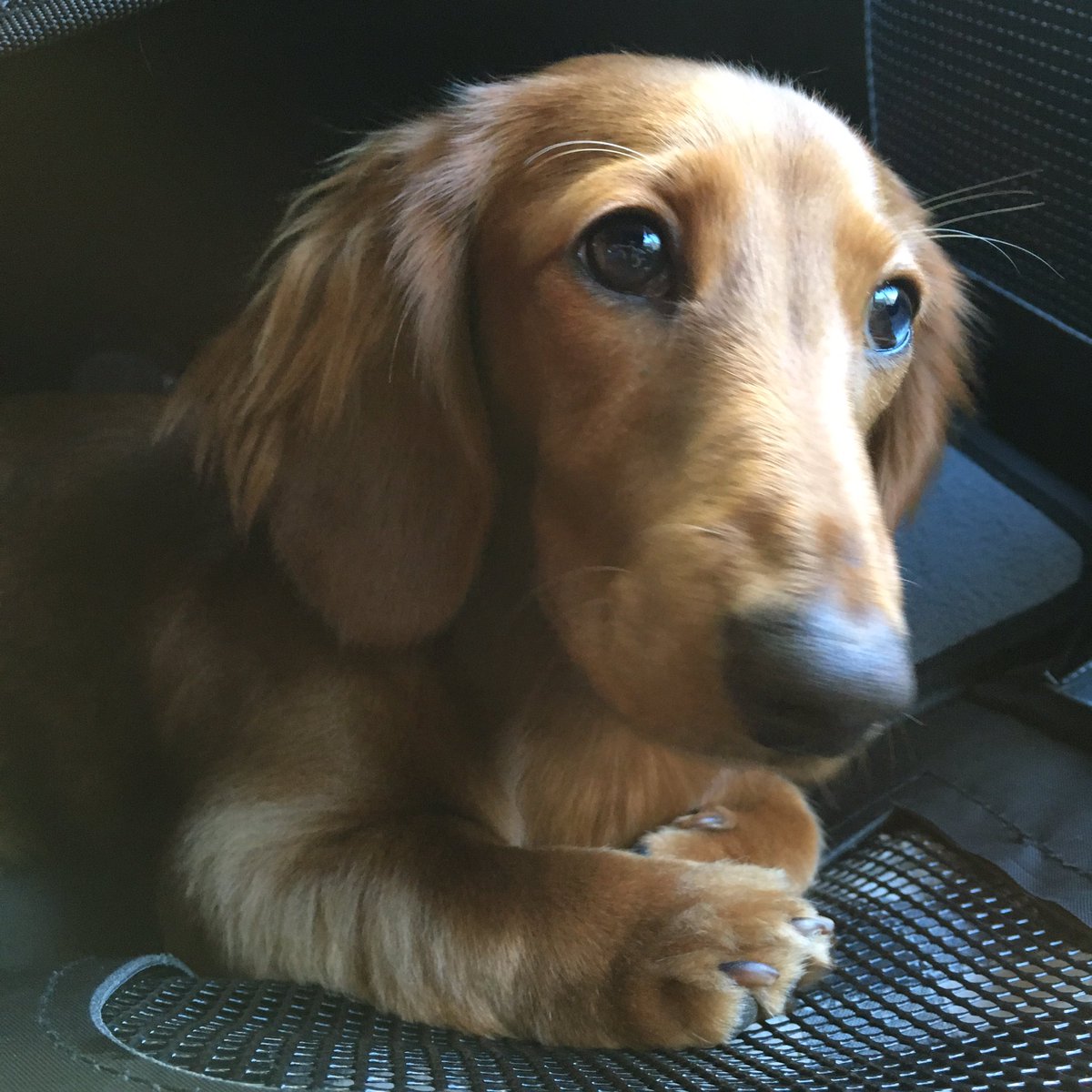 bluewilliam's tweet photo. Harvey heading to daycare in his new bag to give his older brother some birthday peace and quiet 🐶👜 🐶🎂 @DachshundAu https://t.co/KN1NpvbNSL