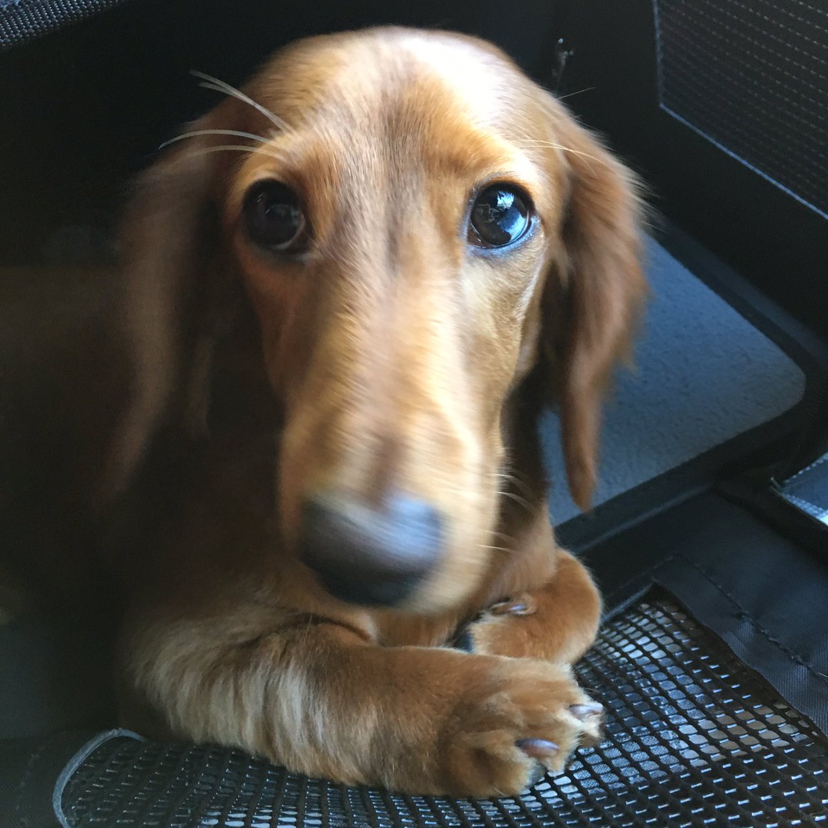bluewilliam's tweet photo. Harvey heading to daycare in his new bag to give his older brother some birthday peace and quiet 🐶👜 🐶🎂 @DachshundAu https://t.co/KN1NpvbNSL