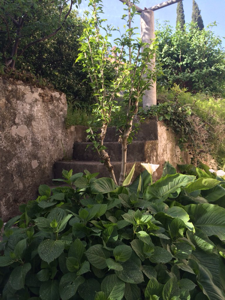 #GoodMorning from Kolocep island 😌💚 croatiaguru1@gmail.com #Croatia #Travel