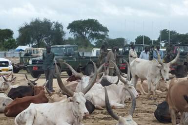 SudanTribune_EN's tweet photo. #Unity_state authorities recover over 60 stolen cattle
https://t.co/qorl6vtX1A https://t.co/7hWncNyKV1