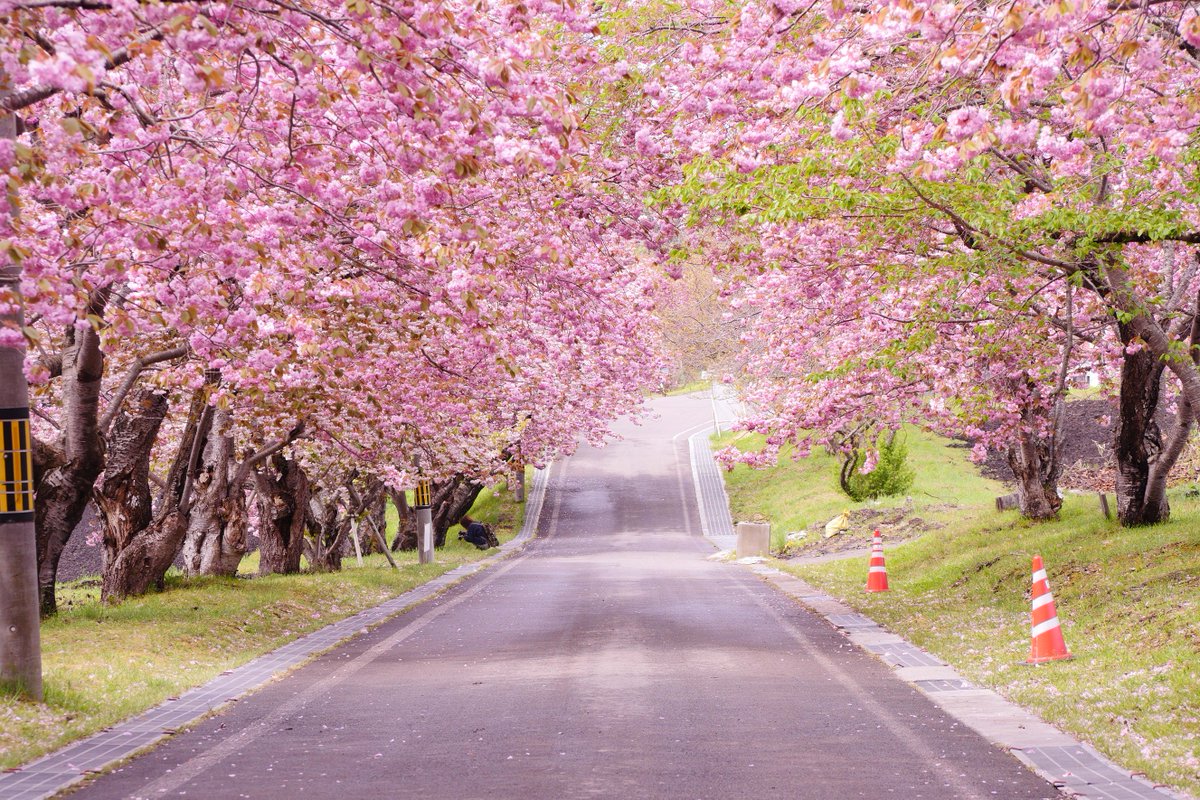 むー 道南ふぉと倶楽部 函館のみんなは地主海神社 行ってるんだな 僕も遅ればせながら行ってきたよ まだ花見できるな これは 石崎町 石崎地主海神社 桜