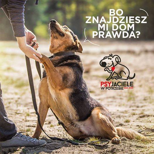 PSYjaciele's tweet photo. Chapi pies ideał prosi o domek 
więcej o nim na fb https://t.co/gRCyVPilUJ
#adoptujpsa #bezdomniak #pokochajpsa https://t.co/6wsqIK0KSx